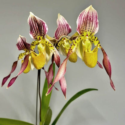 Paphiopedilum Lebaudyanum is a hybrid between Paphiopedilum haynaldianum × Paphiopedilum philippinense. This hybrid combines the multifloral characteristics of its parent species, producing attractive flowers with cream, green, yellow, pink and reddish-brown tones. Its tall flower spike and contrasting markings make it appealing to collectors of multifloral Paphiopedilums.