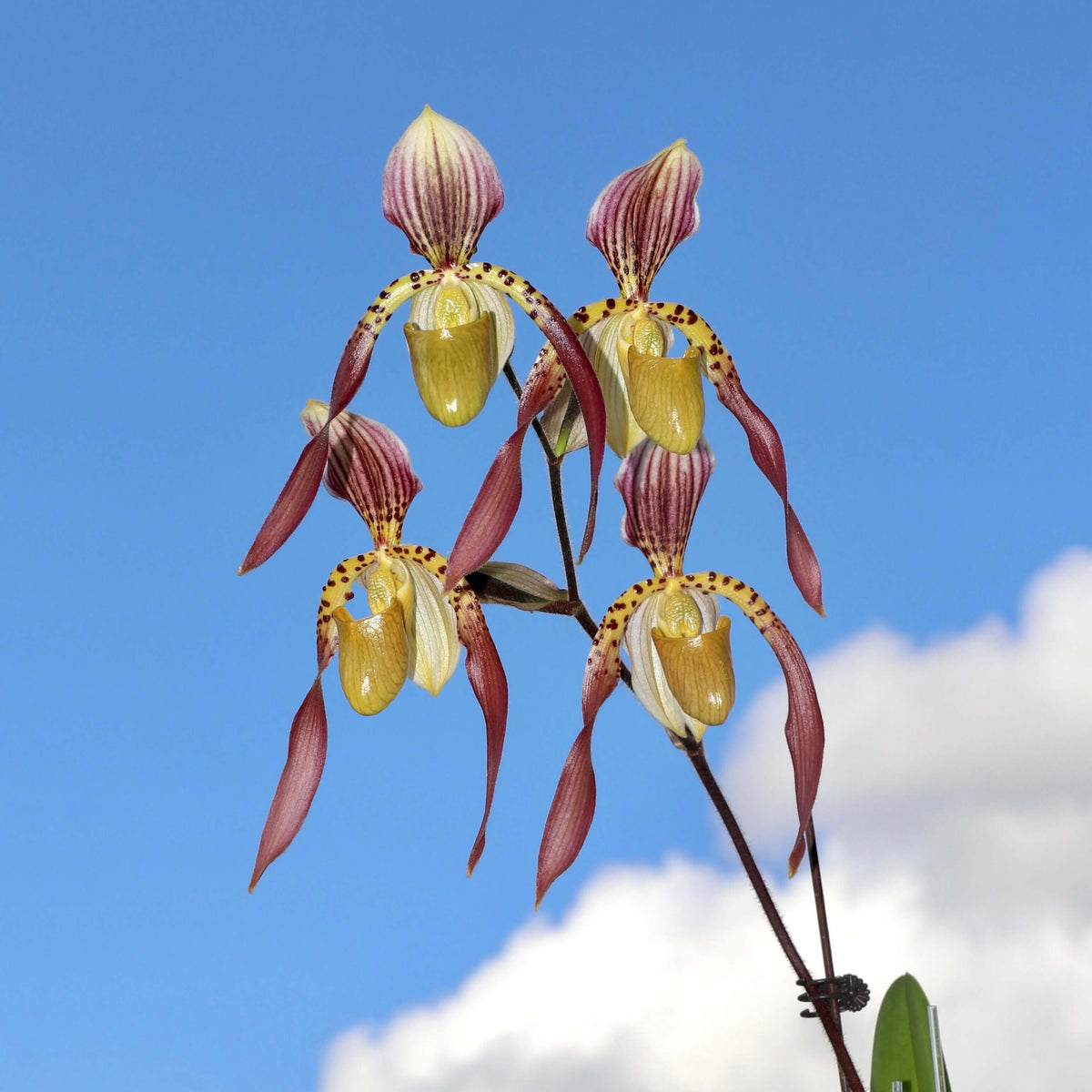 Paphiopedilum Lebaudyanum is a hybrid between Paphiopedilum haynaldianum × Paphiopedilum philippinense. This hybrid combines the multifloral characteristics of its parent species, producing attractive flowers with cream, green, yellow, pink and reddish-brown tones. Its tall flower spike and contrasting markings make it appealing to collectors of multifloral Paphiopedilums.