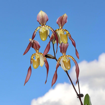 Paphiopedilum Lebaudyanum is a hybrid between Paphiopedilum haynaldianum × Paphiopedilum philippinense. This hybrid combines the multifloral characteristics of its parent species, producing attractive flowers with cream, green, yellow, pink and reddish-brown tones. Its tall flower spike and contrasting markings make it appealing to collectors of multifloral Paphiopedilums.