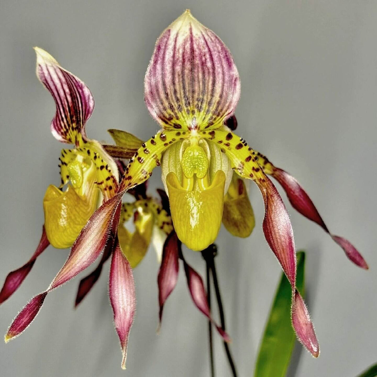 Paphiopedilum Lebaudyanum is a hybrid between Paphiopedilum haynaldianum × Paphiopedilum philippinense. This hybrid combines the multifloral characteristics of its parent species, producing attractive flowers with cream, green, yellow, pink and reddish-brown tones. Its tall flower spike and contrasting markings make it appealing to collectors of multifloral Paphiopedilums.