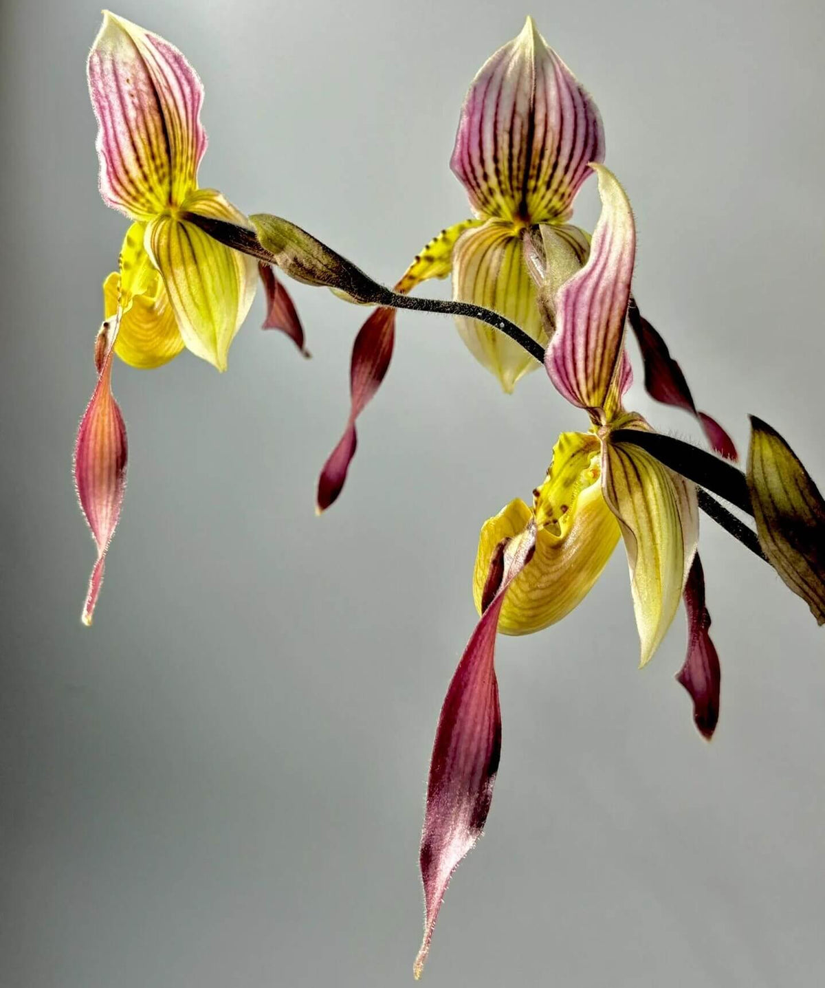 Paphiopedilum Lebaudyanum is a hybrid between Paphiopedilum haynaldianum × Paphiopedilum philippinense. This hybrid combines the multifloral characteristics of its parent species, producing attractive flowers with cream, green, yellow, pink and reddish-brown tones. Its tall flower spike and contrasting markings make it appealing to collectors of multifloral Paphiopedilums.