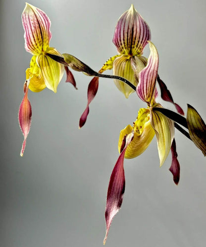 Paphiopedilum Lebaudyanum is a hybrid between Paphiopedilum haynaldianum × Paphiopedilum philippinense. This hybrid combines the multifloral characteristics of its parent species, producing attractive flowers with cream, green, yellow, pink and reddish-brown tones. Its tall flower spike and contrasting markings make it appealing to collectors of multifloral Paphiopedilums.
