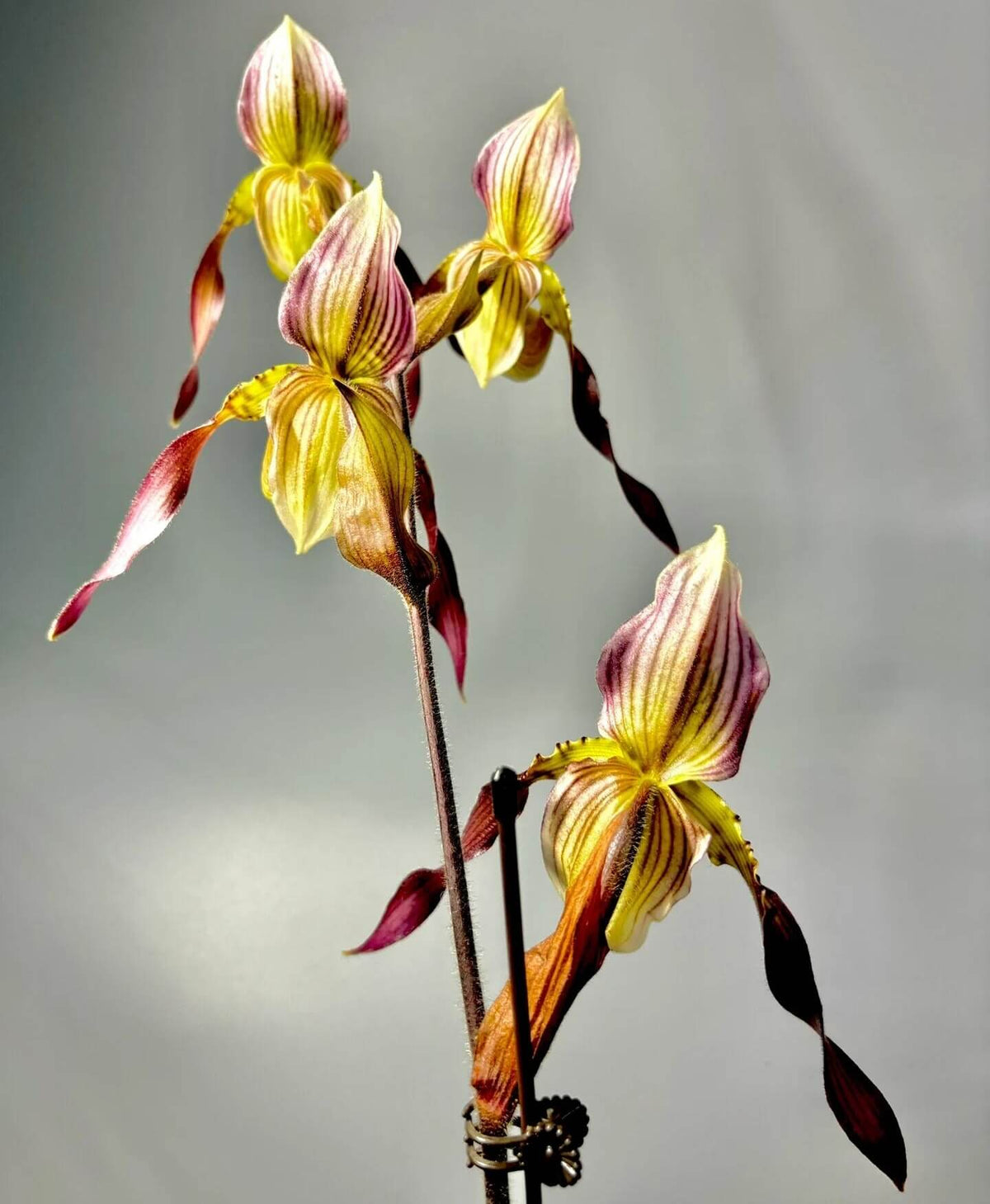 Paphiopedilum Lebaudyanum is a hybrid between Paphiopedilum haynaldianum × Paphiopedilum philippinense. This hybrid combines the multifloral characteristics of its parent species, producing attractive flowers with cream, green, yellow, pink and reddish-brown tones. Its tall flower spike and contrasting markings make it appealing to collectors of multifloral Paphiopedilums.