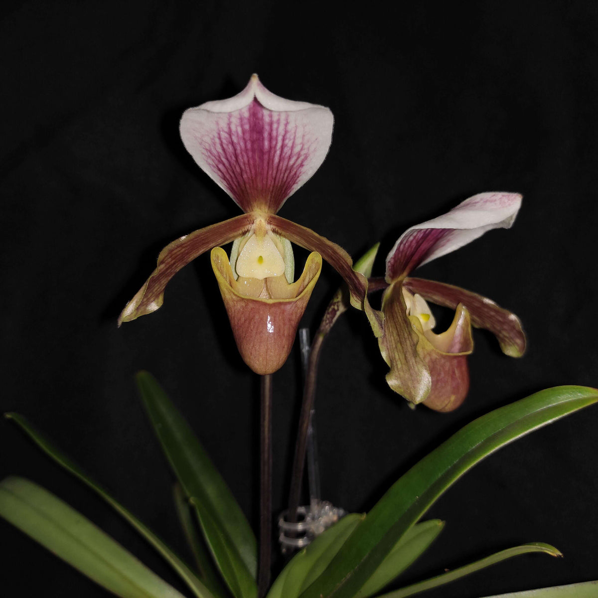 Paphiopedilum Little Trouble is a primary hybrid between Paphiopedilum barbigerum × Paphiopedilum charlesworthii. This is a particularly interesting miniature Paphiopedilum hybrid. It combines the compact growth and floriferous nature of P. barbigerum with the broad, attractive dorsal sepal and floral form of P. charlesworthii.