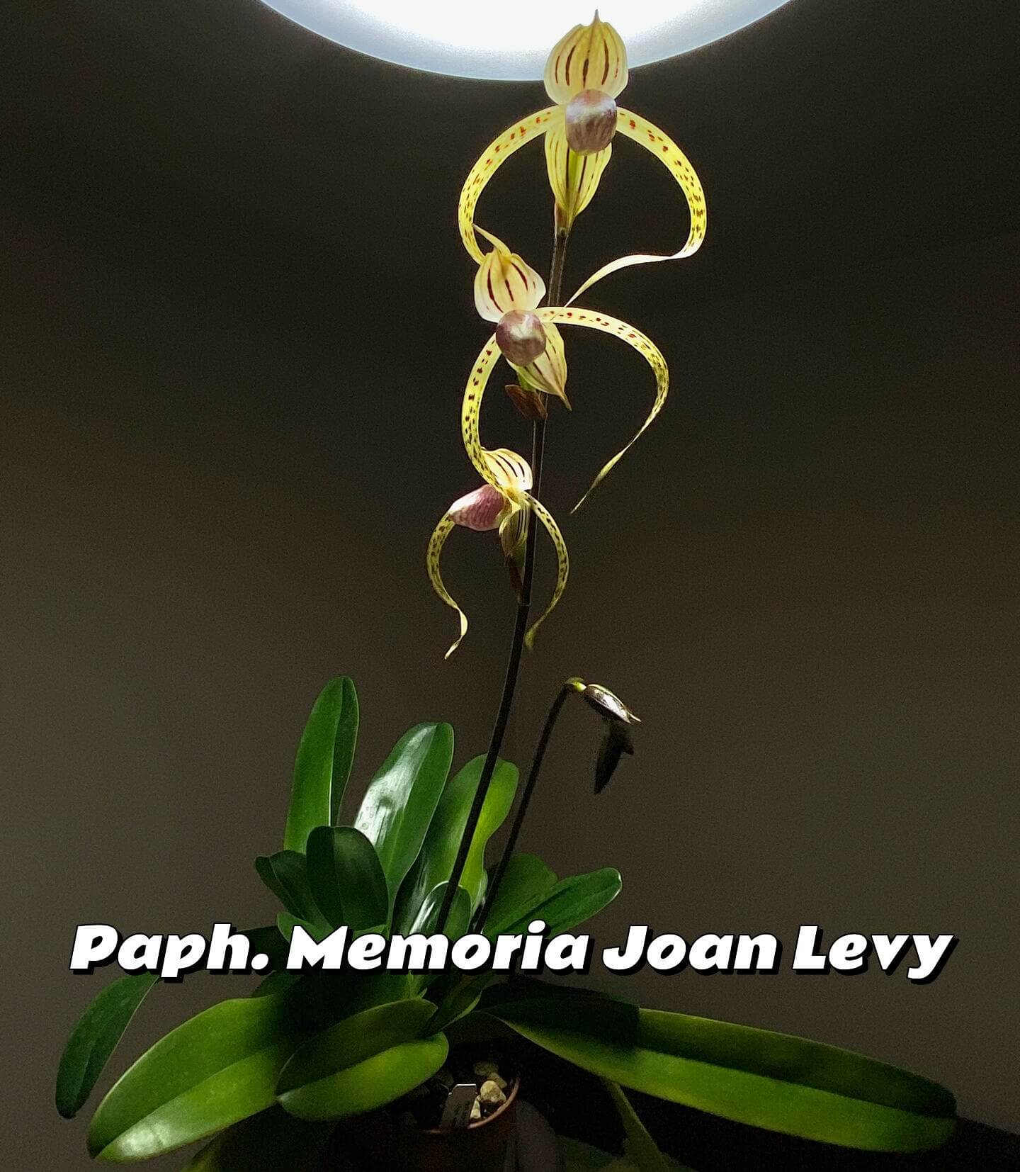 Paphiopedilum Memoria Joan Levy is a modern primary hybrid registered in 2013, created by crossing Paphiopedilum stonei with Paphiopedilum gigantifolium. As both parents belong to the multifloral Polyantha group, this hybrid inherits a strong tendency to produce tall inflorescences carrying multiple elegant flowers with long, narrow, often slightly twisted petals.