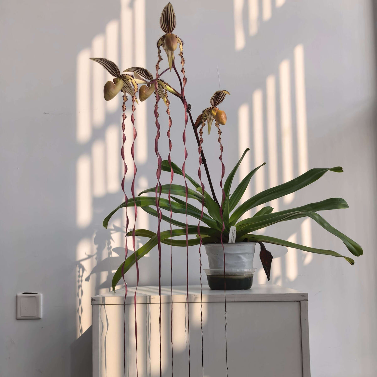 Paphiopedilum Michael Koopowitz is a highly regarded primary hybrid between Paphiopedilum philippinense × Paphiopedilum sanderianum. The hybrid combines the broad dorsal sepal and more compact floral proportions of P. philippinense with the exceptionally long, twisting petals of P. sanderianum. It is particularly valued for its long, spiraling petals and its ability to produce multiple flowers on mature plants.
