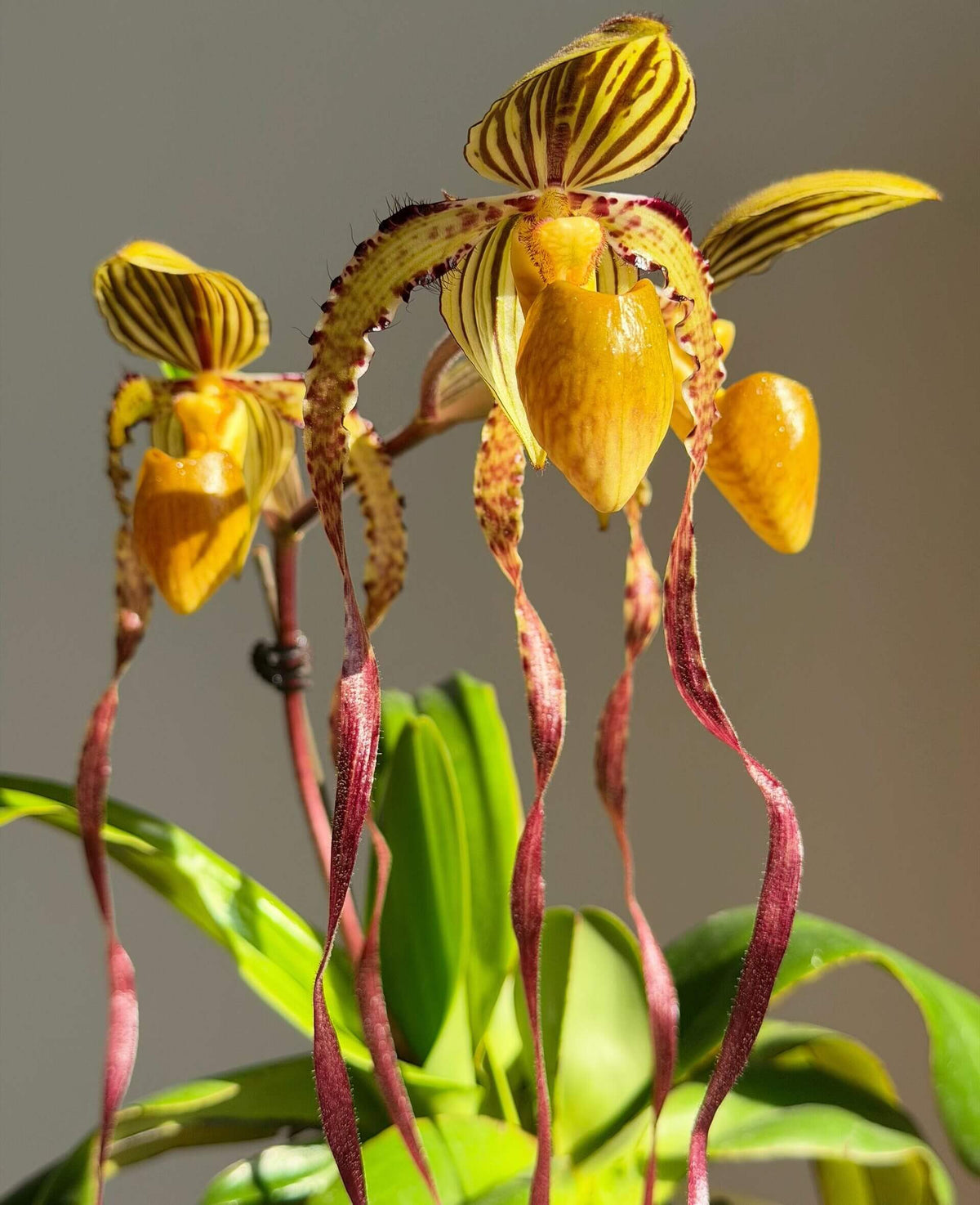 Paphiopedilum Michael Koopowitz is a highly regarded primary hybrid between Paphiopedilum philippinense × Paphiopedilum sanderianum. The hybrid combines the broad dorsal sepal and more compact floral proportions of P. philippinense with the exceptionally long, twisting petals of P. sanderianum. It is particularly valued for its long, spiraling petals and its ability to produce multiple flowers on mature plants.