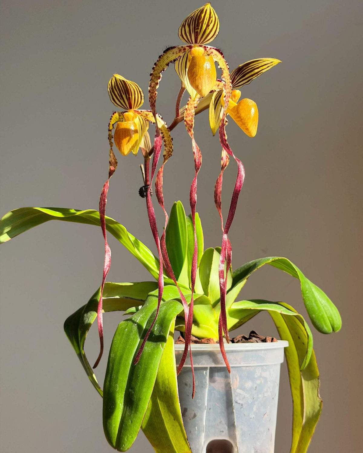 Paphiopedilum Michael Koopowitz is a highly regarded primary hybrid between Paphiopedilum philippinense × Paphiopedilum sanderianum. The hybrid combines the broad dorsal sepal and more compact floral proportions of P. philippinense with the exceptionally long, twisting petals of P. sanderianum. It is particularly valued for its long, spiraling petals and its ability to produce multiple flowers on mature plants.