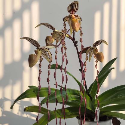 Paphiopedilum Michael Koopowitz is a highly regarded primary hybrid between Paphiopedilum philippinense × Paphiopedilum sanderianum. The hybrid combines the broad dorsal sepal and more compact floral proportions of P. philippinense with the exceptionally long, twisting petals of P. sanderianum. It is particularly valued for its long, spiraling petals and its ability to produce multiple flowers on mature plants.