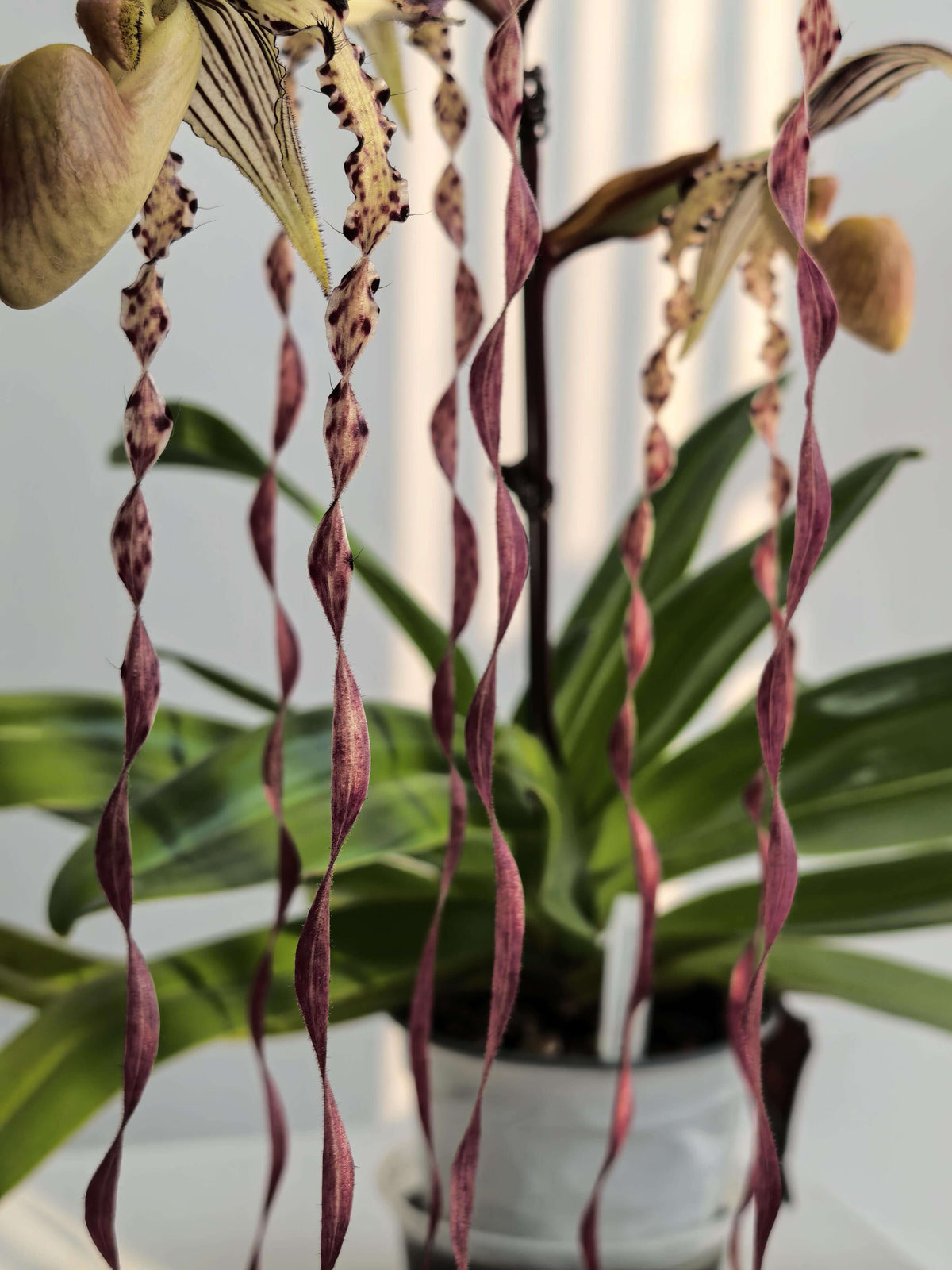 Paphiopedilum Michael Koopowitz is a highly regarded primary hybrid between Paphiopedilum philippinense × Paphiopedilum sanderianum. The hybrid combines the broad dorsal sepal and more compact floral proportions of P. philippinense with the exceptionally long, twisting petals of P. sanderianum. It is particularly valued for its long, spiraling petals and its ability to produce multiple flowers on mature plants.