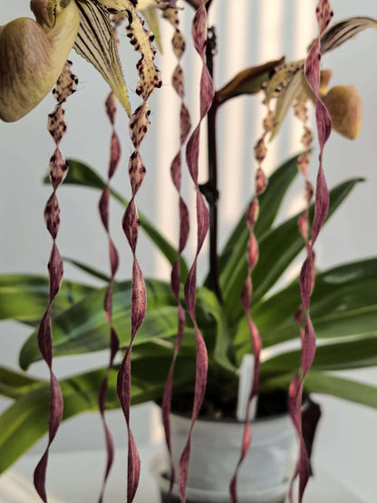 Paphiopedilum Michael Koopowitz is a highly regarded primary hybrid between Paphiopedilum philippinense × Paphiopedilum sanderianum. The hybrid combines the broad dorsal sepal and more compact floral proportions of P. philippinense with the exceptionally long, twisting petals of P. sanderianum. It is particularly valued for its long, spiraling petals and its ability to produce multiple flowers on mature plants.