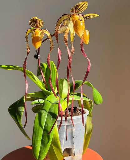 Paphiopedilum Michael Koopowitz is a highly regarded primary hybrid between Paphiopedilum philippinense × Paphiopedilum sanderianum. The hybrid combines the broad dorsal sepal and more compact floral proportions of P. philippinense with the exceptionally long, twisting petals of P. sanderianum. It is particularly valued for its long, spiraling petals and its ability to produce multiple flowers on mature plants.