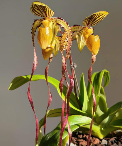 Paphiopedilum Michael Koopowitz is a highly regarded primary hybrid between Paphiopedilum philippinense × Paphiopedilum sanderianum. The hybrid combines the broad dorsal sepal and more compact floral proportions of P. philippinense with the exceptionally long, twisting petals of P. sanderianum. It is particularly valued for its long, spiraling petals and its ability to produce multiple flowers on mature plants.