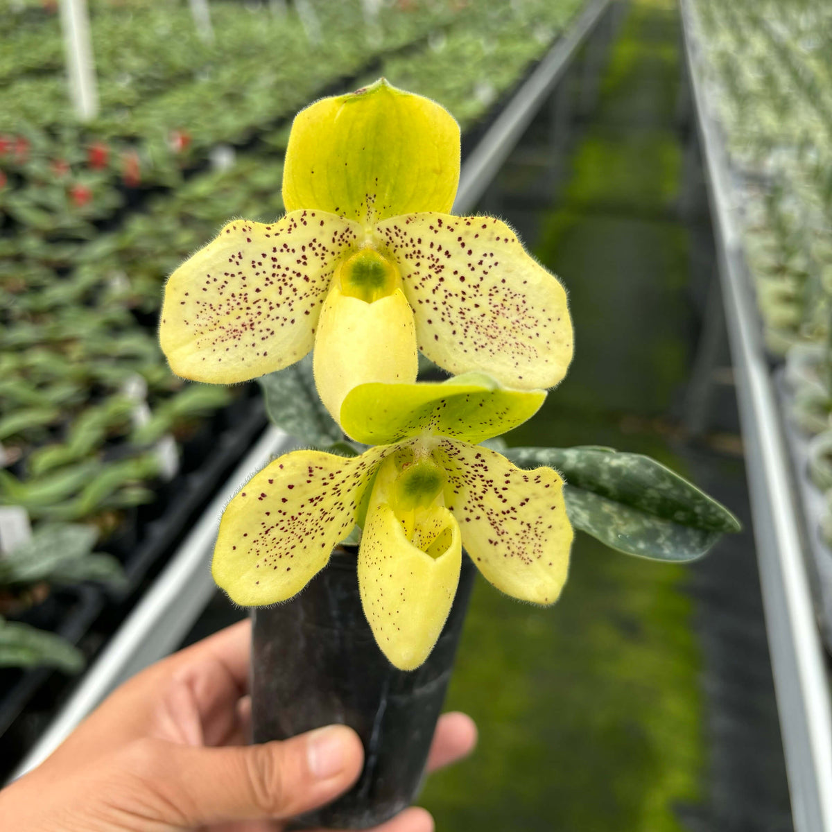 Paphiopedilum Primcolor is a primary hybrid between Paphiopedilum primulinum × Paphiopedilum concolor. It is a classic sequential-flowering Paphiopedilum hybrid and is well known for its long-lasting yellow to green flowers. Care Tips: Light: Provide low to moderate, filtered light. Avoid strong direct sunlight, especially around midday. Watering: Keep the potting medium evenly moist but not waterlogged.