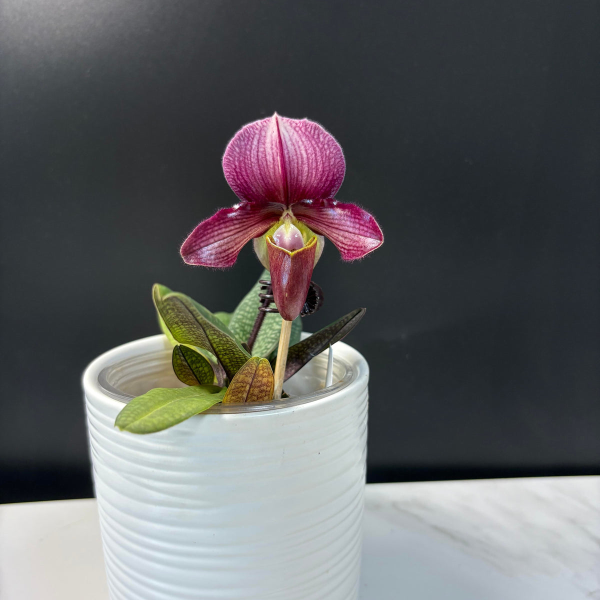 Paphiopedilum Whyte Thorne Savoir is a registered primary hybrid between Paphiopedilum charlesworthii × Paphiopedilum rungsuriyanum. This is a particularly interesting compact hybrid because it combines the attractive flower form and larger dorsal sepal of P. charlesworthii with the very small stature and distinctive clasping petals of the recently described P. rungsuriyanum. One documented plant had a leaf span of only about 6 inches (15 cm) while producing a flower around 3 inches (7.5 cm) across.