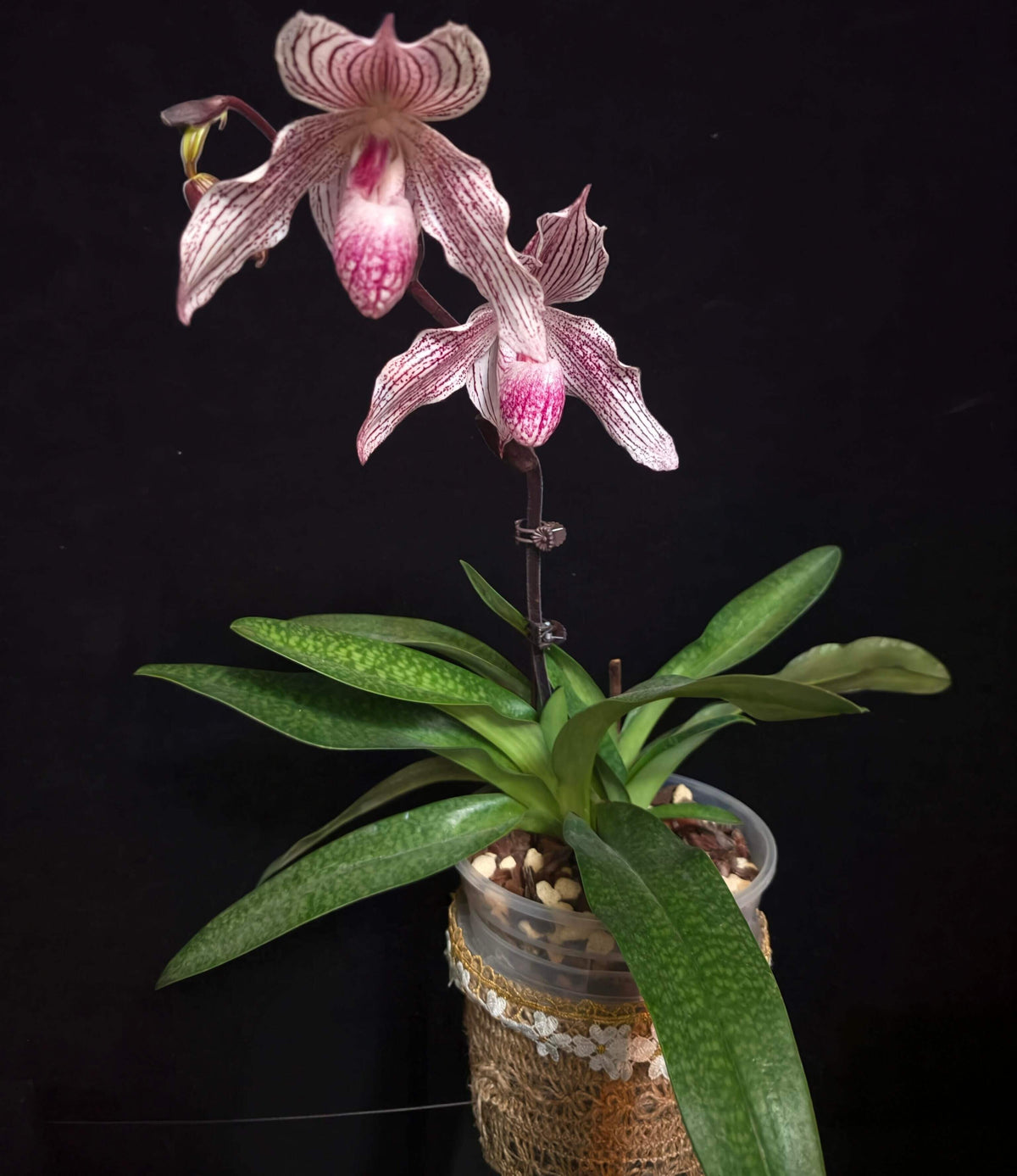 Paphiopedilum Woluwense is a registered primary hybrid between Paphiopedilum niveum × Paphiopedilum rothschildianum. This is an interesting hybrid because it combines the compact, rounded white flowers of P. niveum with the long, elegant petals and multifloral character of P. rothschildianum. Plants can produce attractive white flowers with purple to maroon spotting and elongated petals, making mature specimens particularly impressive.