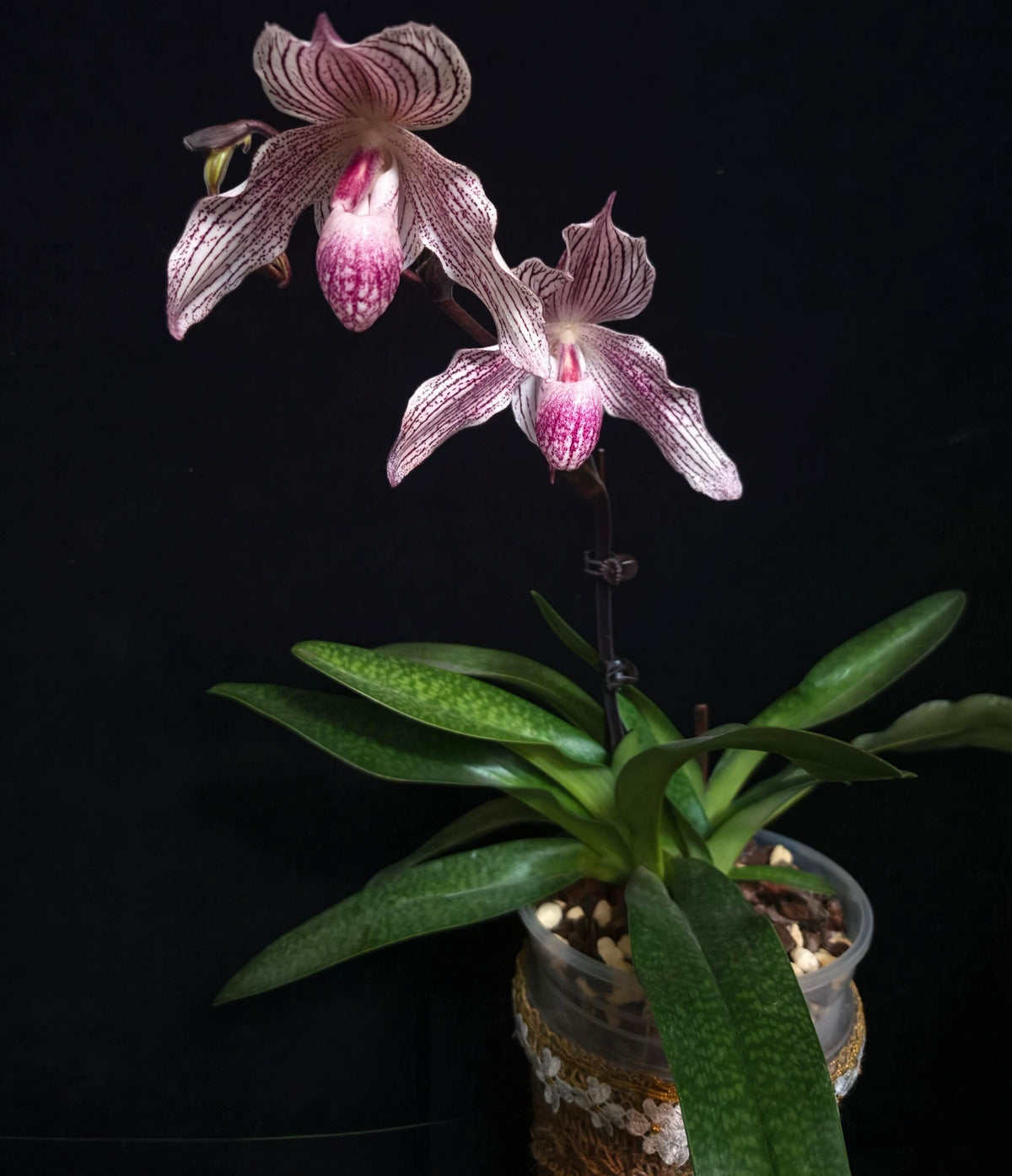 Paphiopedilum Woluwense is a registered primary hybrid between Paphiopedilum niveum × Paphiopedilum rothschildianum. This is an interesting hybrid because it combines the compact, rounded white flowers of P. niveum with the long, elegant petals and multifloral character of P. rothschildianum. Plants can produce attractive white flowers with purple to maroon spotting and elongated petals, making mature specimens particularly impressive.