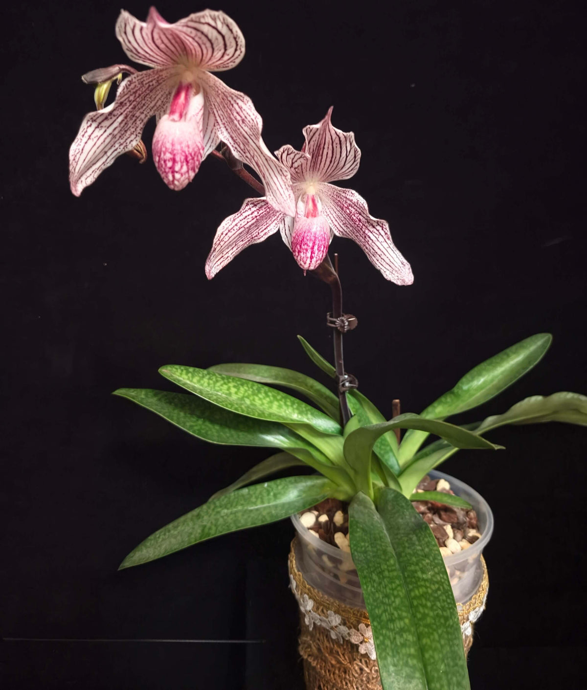 Paphiopedilum Woluwense is a registered primary hybrid between Paphiopedilum niveum × Paphiopedilum rothschildianum. This is an interesting hybrid because it combines the compact, rounded white flowers of P. niveum with the long, elegant petals and multifloral character of P. rothschildianum. Plants can produce attractive white flowers with purple to maroon spotting and elongated petals, making mature specimens particularly impressive.