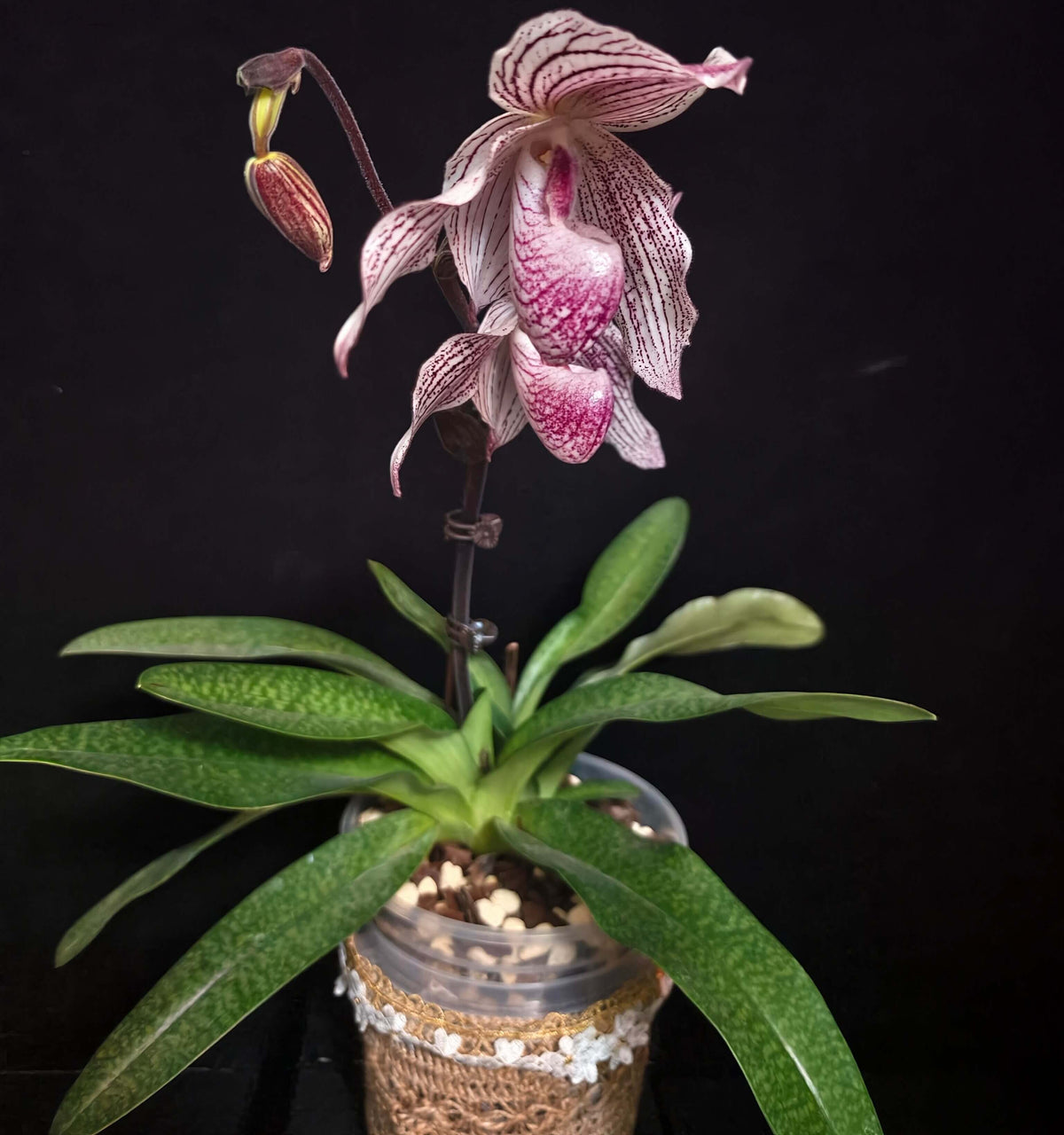 Paphiopedilum Woluwense is a registered primary hybrid between Paphiopedilum niveum × Paphiopedilum rothschildianum. This is an interesting hybrid because it combines the compact, rounded white flowers of P. niveum with the long, elegant petals and multifloral character of P. rothschildianum. Plants can produce attractive white flowers with purple to maroon spotting and elongated petals, making mature specimens particularly impressive.