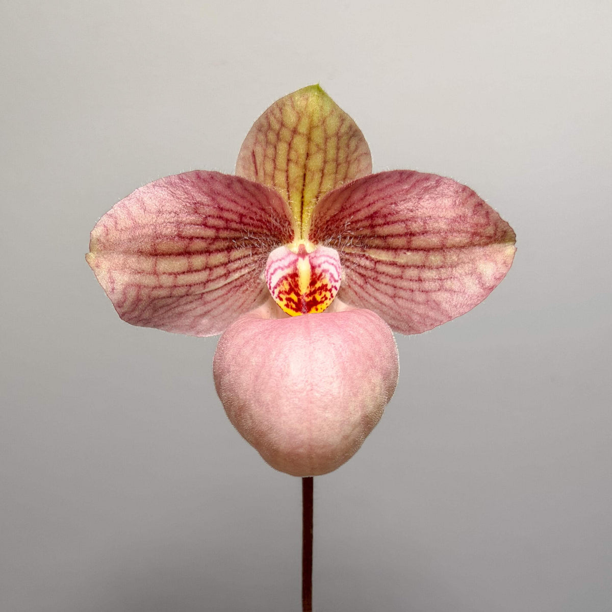 Paphiopedilum ‘Lola Bird’ is a registered primary hybrid between Paphiopedilum emersonii and Paphiopedilum micranthum. This hybrid combines the desirable characteristics of two members of the Parvisepalum group, producing attractive, relatively large flowers with a soft pastel appearance. Plants typically have compact, fan-shaped growth with broad green leaves, making them well suited to collection culture. ‘Lola Bird’ has also been widely used as a parent in subsequent Paphiopedilum breeding.