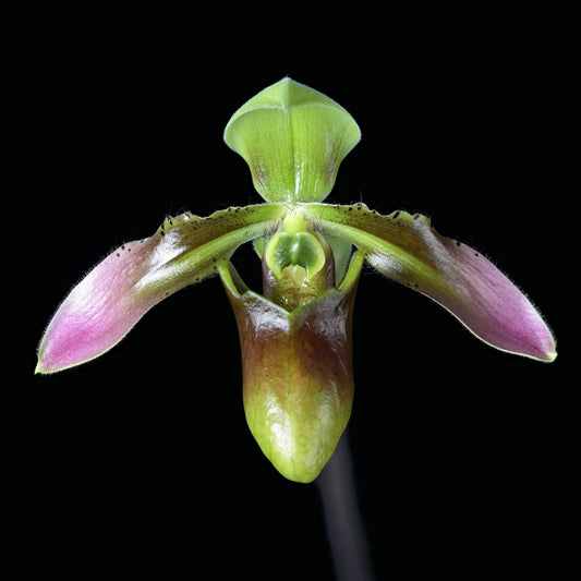 Paphiopedilum appletonianum is a small to medium-sized slipper orchid species native to Southeast Asia, ranging from Hainan to Indochina. It is a terrestrial or lithophytic plant that grows in shaded, humid forest environments, often among leaf litter or mossy rocks. The plant is especially valued for its attractive mottled foliage and elegant single flower, which typically displays a combination of green, pink, and reddish tones with a lightly striped dorsal sepal and a rounded pouch.