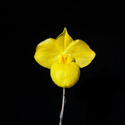 Paphiopedilum armeniacum S.C.Chen & F.Y.Liu is a highly prized golden-flowered Paphiopedilum native to western Yunnan, China, and northern Myanmar. It grows at roughly 1,600–2,000 m elevation, primarily on limestone cliffs and slopes in semi-shaded deciduous forest, often above rivers. It is especially famous for its large sulphur-yellow to golden-yellow flowers and beautifully dark green and pale green marbled leaves, with purple-red spotting underneath.