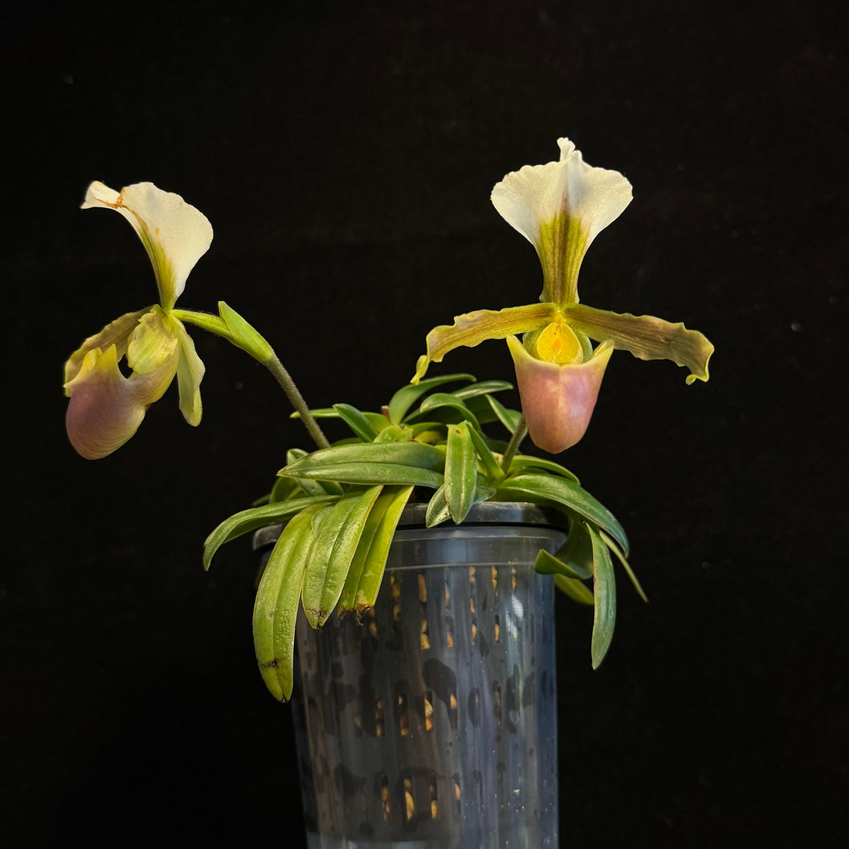 Paphiopedilum barbigerum is a distinctive terrestrial Paphiopedilum native to southern China and northern Indochina, including southeastern Yunnan, southern Guizhou, Guangxi, Vietnam, Laos and Thailand. It is generally found in subtropical to wet tropical habitats, often associated with limestone and rocky environments. Kew currently accepts P. barbigerum as a distinct species.