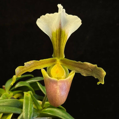 Paphiopedilum barbigerum is a distinctive terrestrial Paphiopedilum native to southern China and northern Indochina, including southeastern Yunnan, southern Guizhou, Guangxi, Vietnam, Laos and Thailand. It is generally found in subtropical to wet tropical habitats, often associated with limestone and rocky environments. Kew currently accepts P. barbigerum as a distinct species.