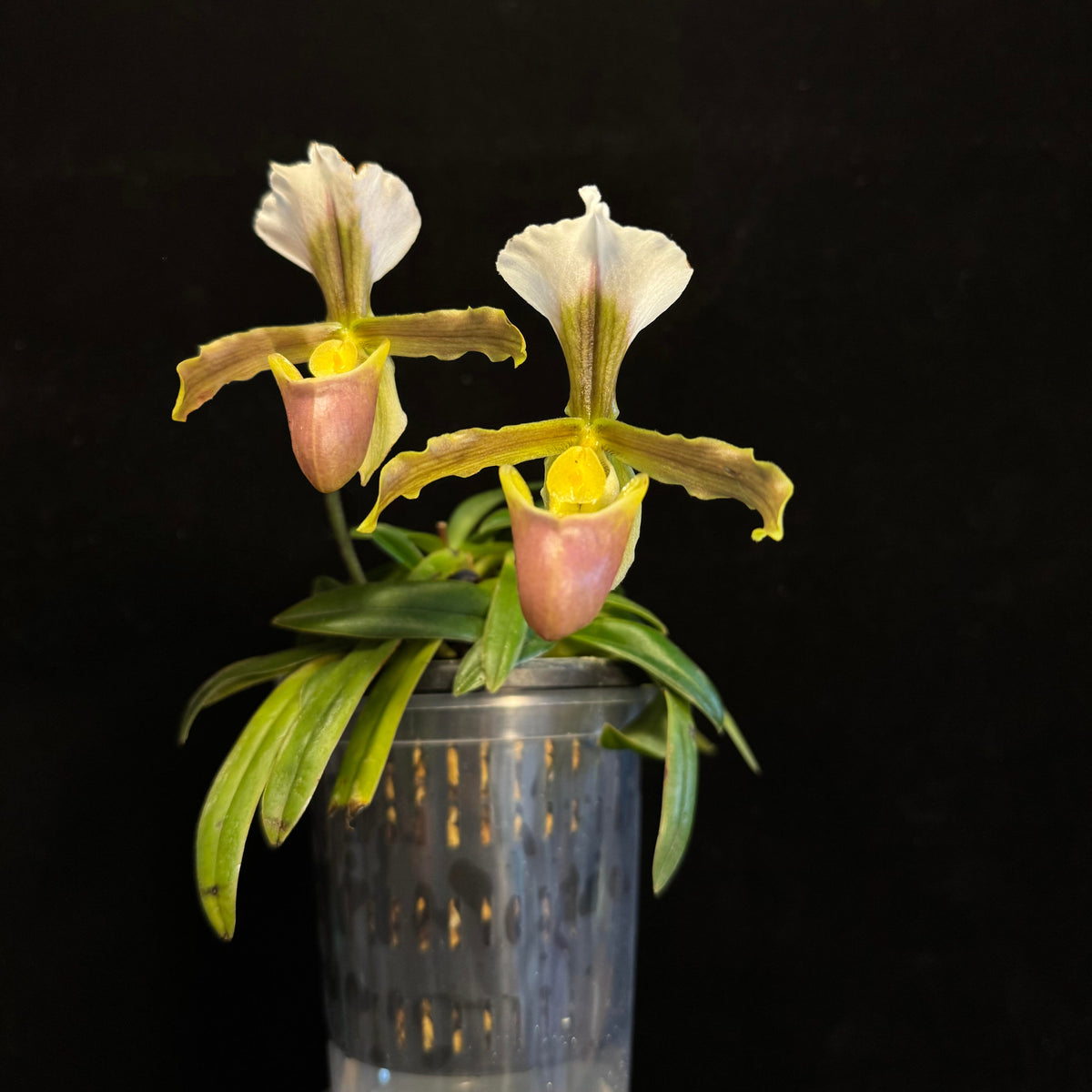 Paphiopedilum barbigerum is a distinctive terrestrial Paphiopedilum native to southern China and northern Indochina, including southeastern Yunnan, southern Guizhou, Guangxi, Vietnam, Laos and Thailand. It is generally found in subtropical to wet tropical habitats, often associated with limestone and rocky environments. Kew currently accepts P. barbigerum as a distinct species.