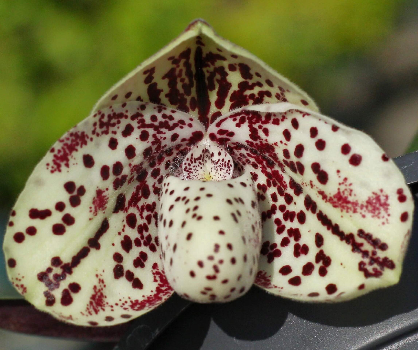 Paphiopedilum bellatulum is a compact terrestrial to lithophytic slipper orchid native to Southeast Asia, where it grows in shaded limestone habitats with moss and leaf litter at low to mid elevations.