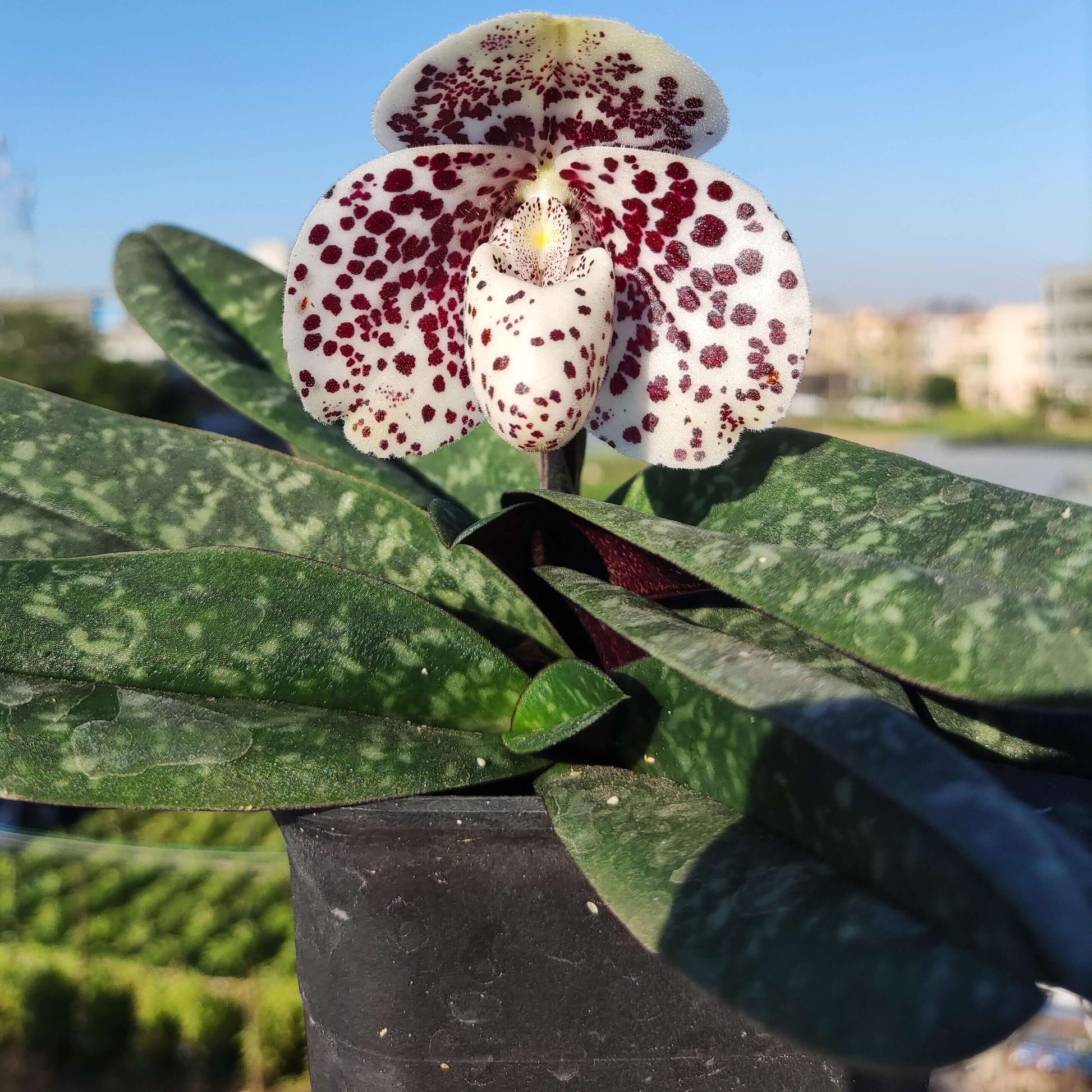 Paphiopedilum bellatulum is a compact terrestrial to lithophytic slipper orchid native to Southeast Asia, where it grows in shaded limestone habitats with moss and leaf litter at low to mid elevations.