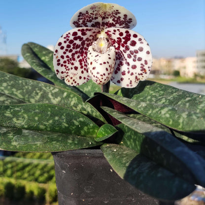Paphiopedilum bellatulum is a compact terrestrial to lithophytic slipper orchid native to Southeast Asia, where it grows in shaded limestone habitats with moss and leaf litter at low to mid elevations.