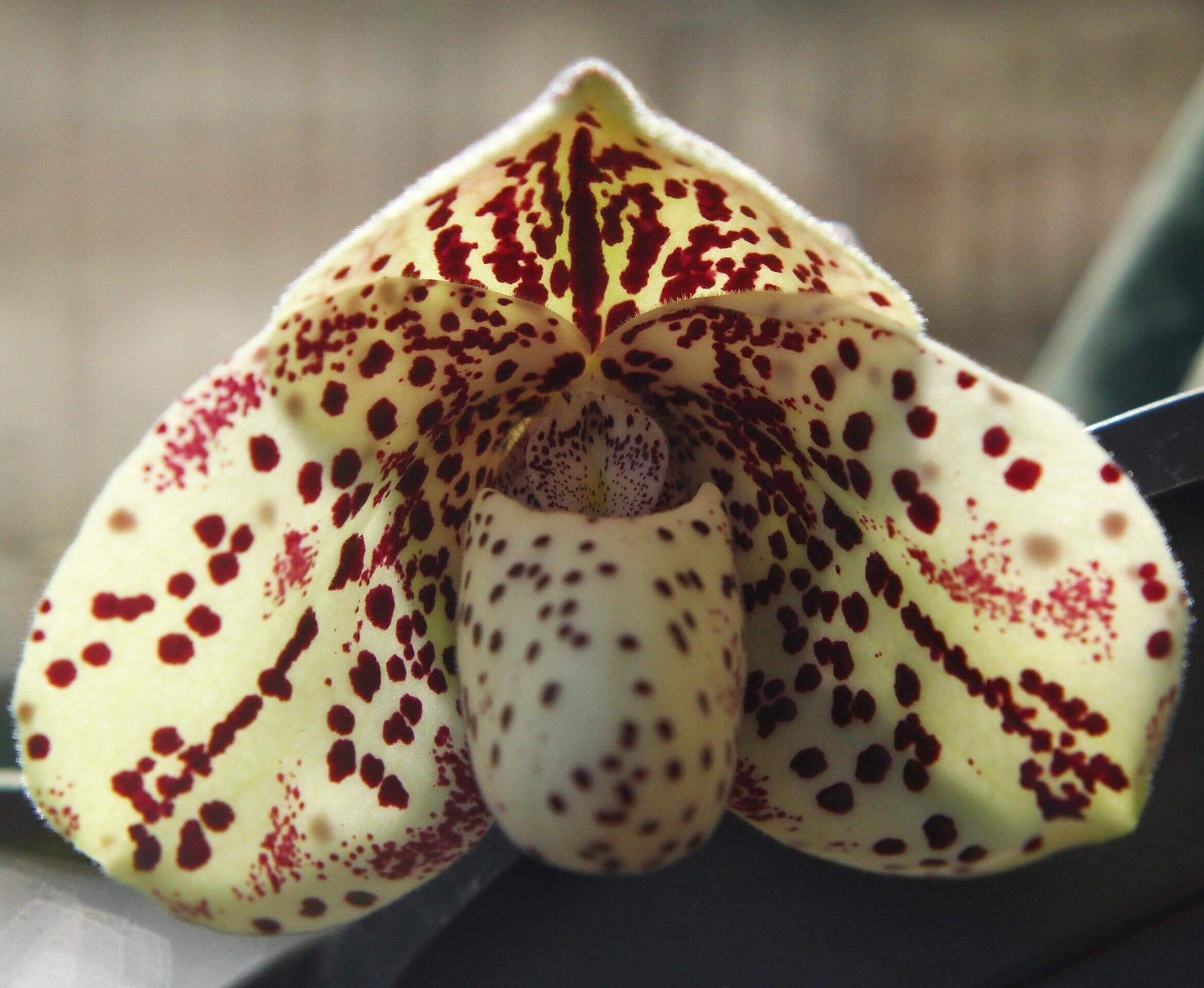Paphiopedilum bellatulum is a compact terrestrial to lithophytic slipper orchid native to Southeast Asia, where it grows in shaded limestone habitats with moss and leaf litter at low to mid elevations.