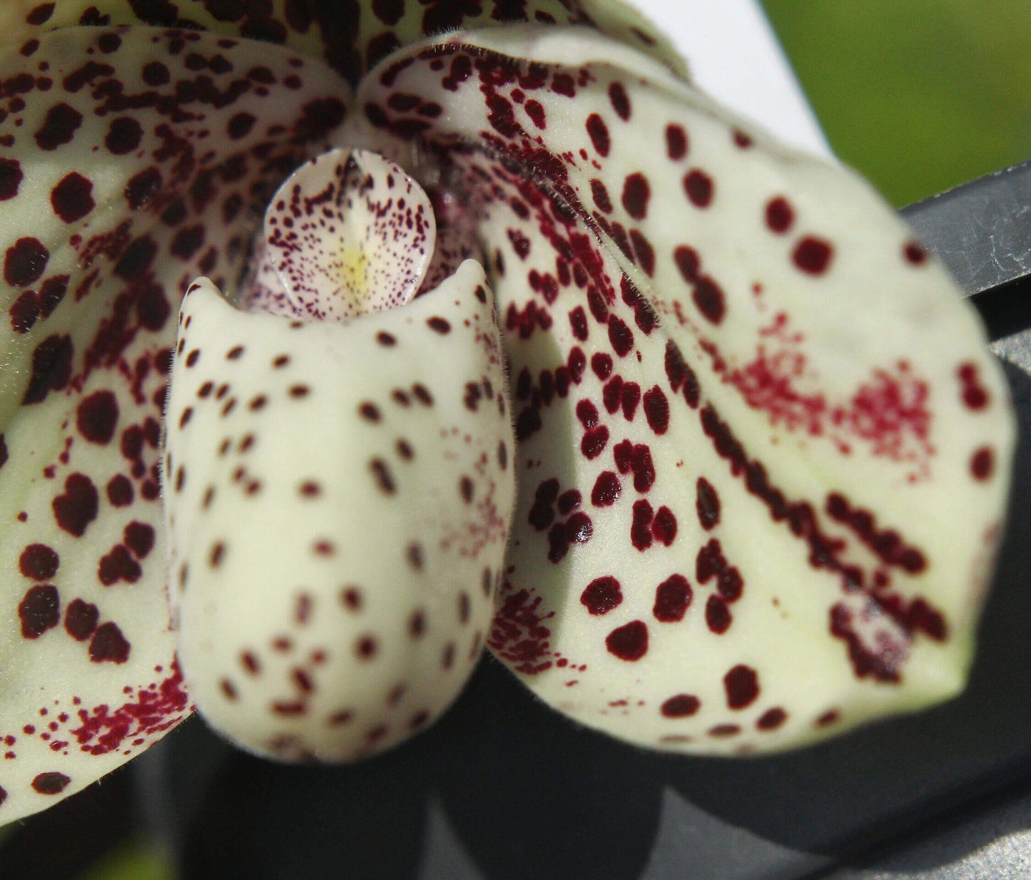 Paphiopedilum bellatulum is a compact terrestrial to lithophytic slipper orchid native to Southeast Asia, where it grows in shaded limestone habitats with moss and leaf litter at low to mid elevations.