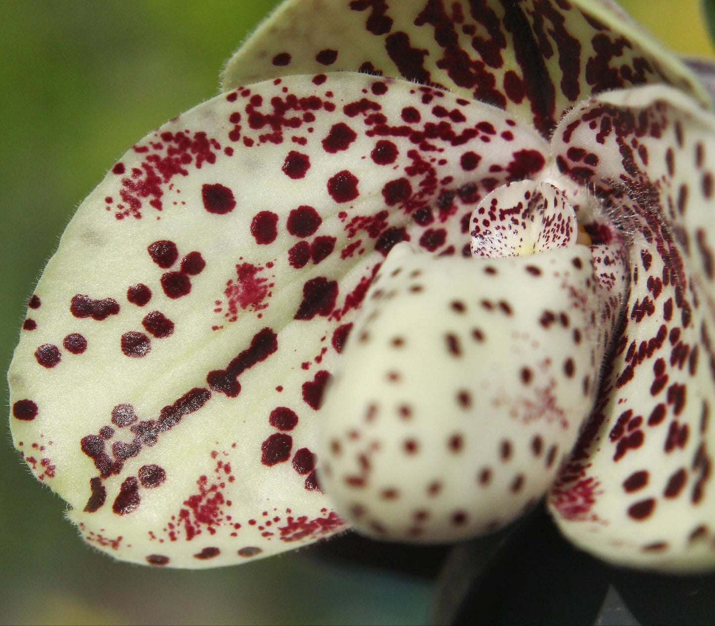Paphiopedilum bellatulum is a compact terrestrial to lithophytic slipper orchid native to Southeast Asia, where it grows in shaded limestone habitats with moss and leaf litter at low to mid elevations.