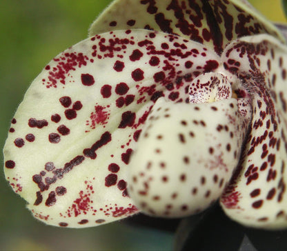 Paphiopedilum bellatulum is a compact terrestrial to lithophytic slipper orchid native to Southeast Asia, where it grows in shaded limestone habitats with moss and leaf litter at low to mid elevations.