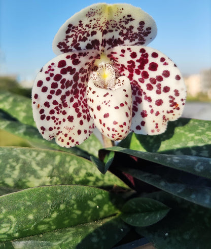 Paphiopedilum bellatulum is a compact terrestrial to lithophytic slipper orchid native to Southeast Asia, where it grows in shaded limestone habitats with moss and leaf litter at low to mid elevations.