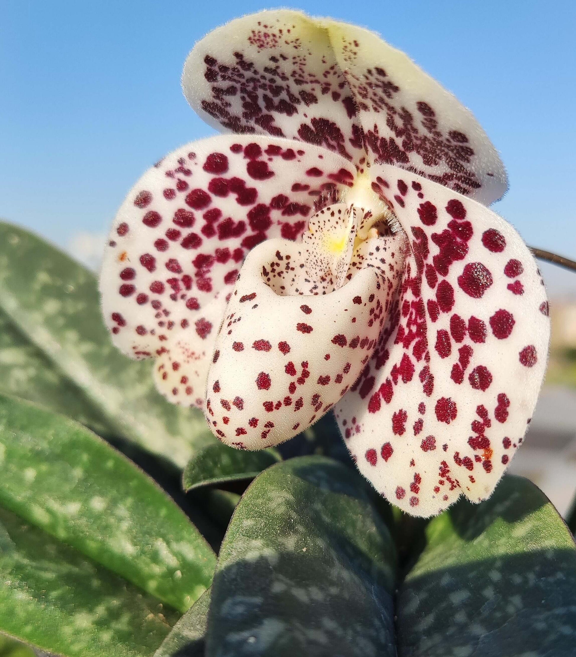 Paphiopedilum bellatulum is a compact terrestrial to lithophytic slipper orchid native to Southeast Asia, where it grows in shaded limestone habitats with moss and leaf litter at low to mid elevations.
