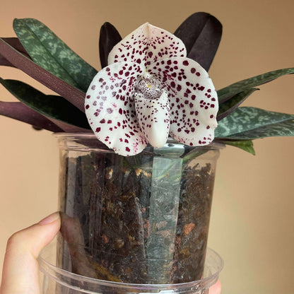 Paphiopedilum bellatulum is a compact terrestrial to lithophytic slipper orchid native to Southeast Asia, where it grows in shaded limestone habitats with moss and leaf litter at low to mid elevations.