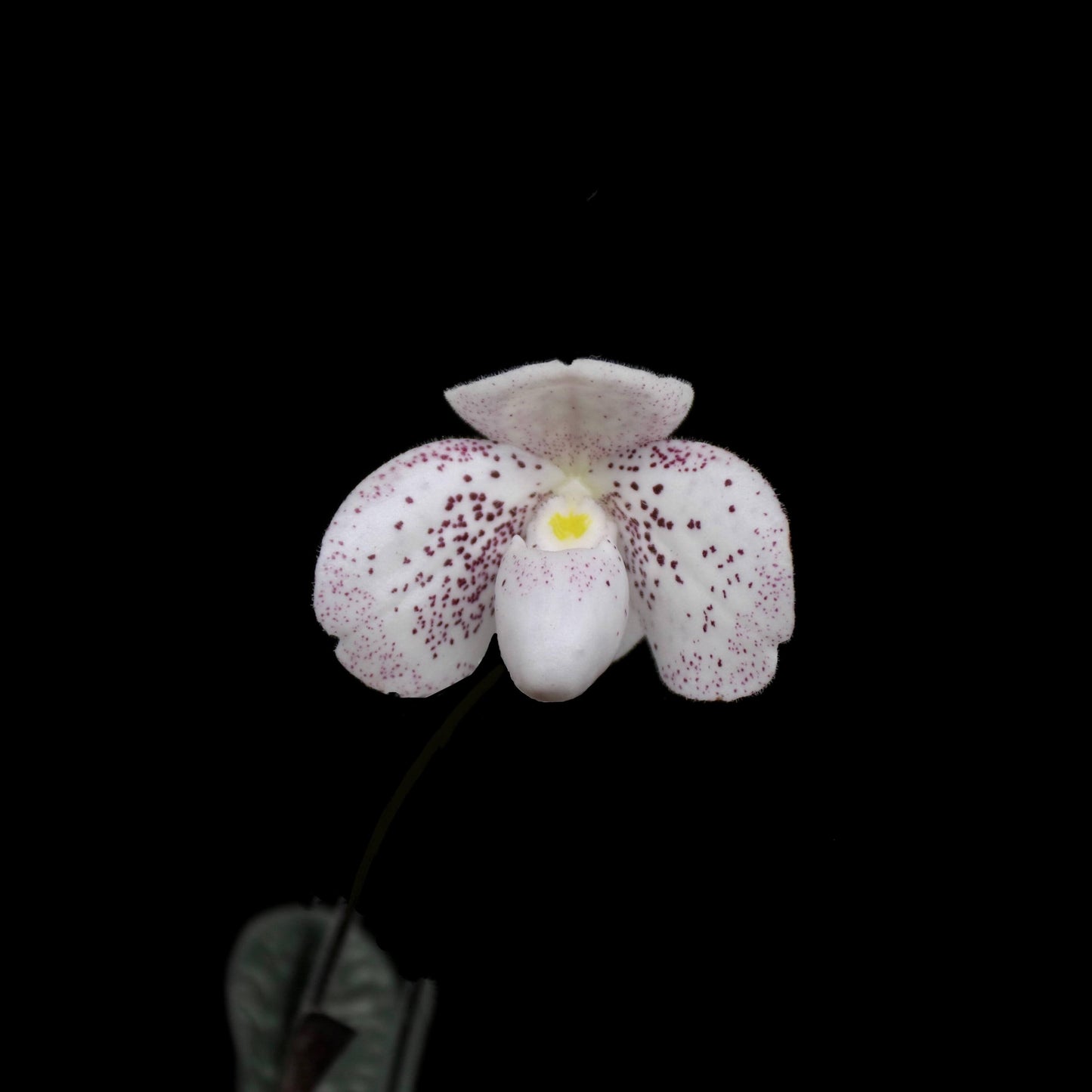 Paphiopedilum bellatulum × thaianum is a primary hybrid between two miniature Southeast Asian slipper orchids.