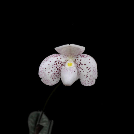 Paphiopedilum bellatulum × thaianum is a primary hybrid between two miniature Southeast Asian slipper orchids.