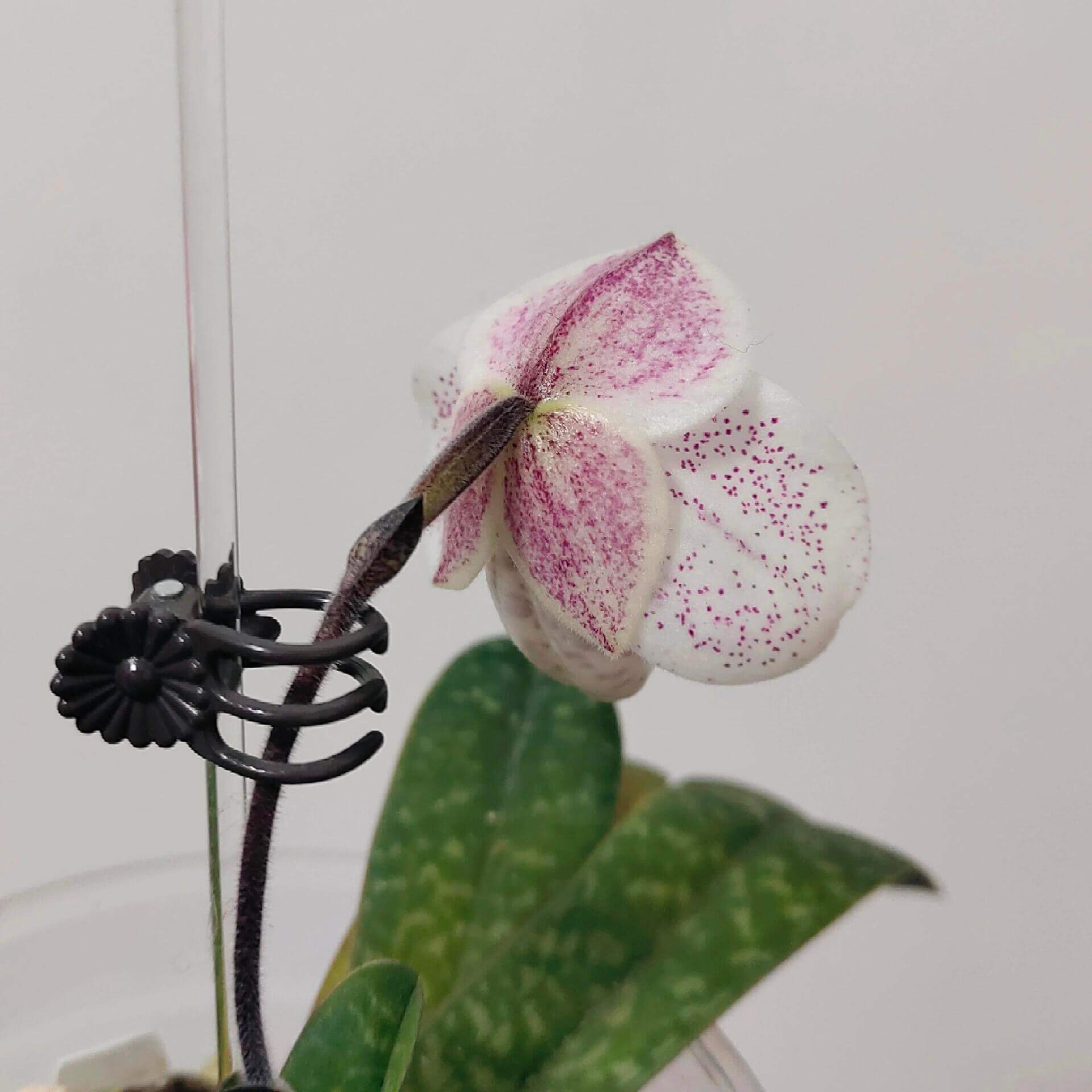 Paphiopedilum bellatulum × thaianum is a primary hybrid between two miniature Southeast Asian slipper orchids.