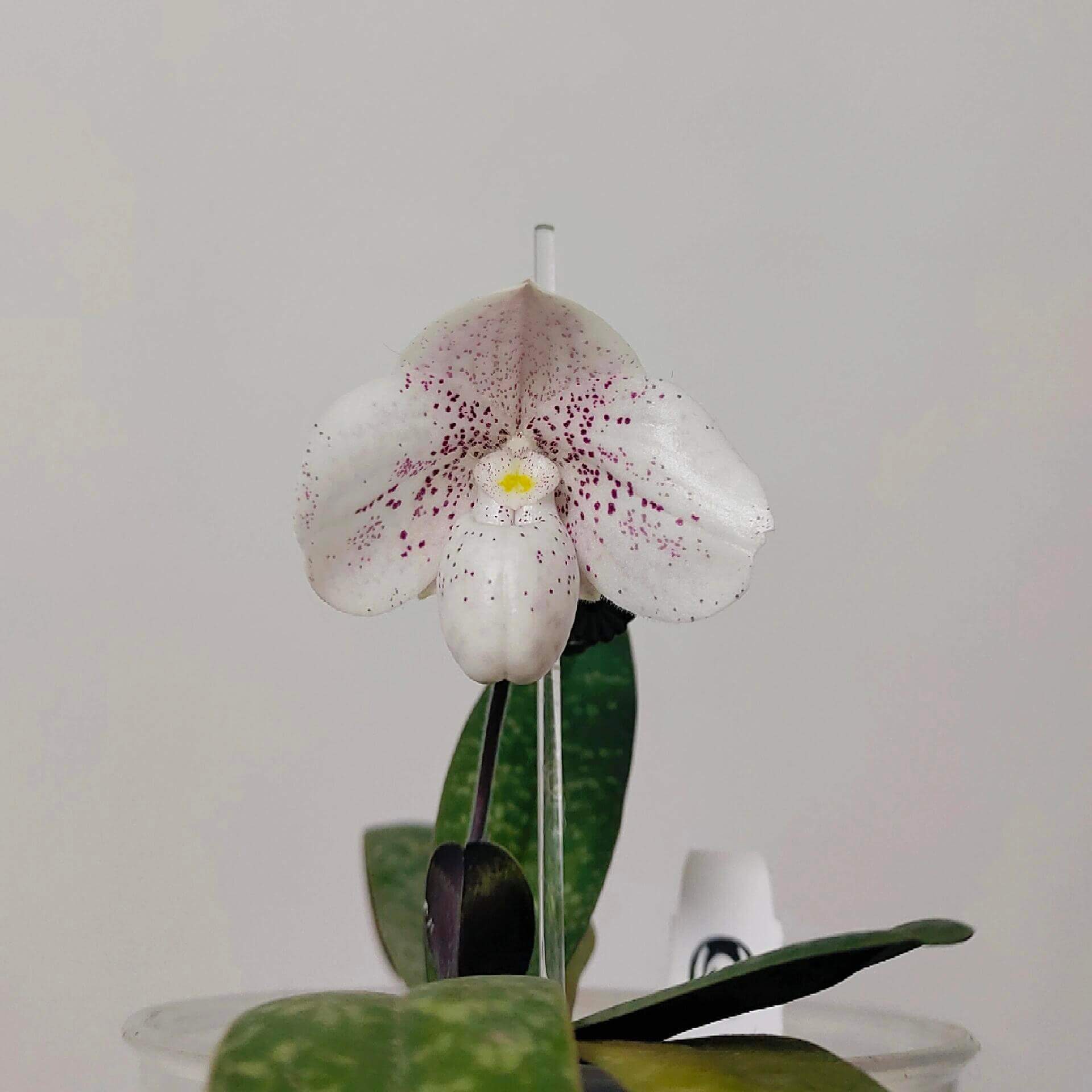 Paphiopedilum bellatulum × thaianum is a primary hybrid between two miniature Southeast Asian slipper orchids.