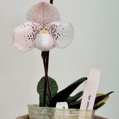Paphiopedilum bellatulum × thaianum is a primary hybrid between two miniature Southeast Asian slipper orchids.