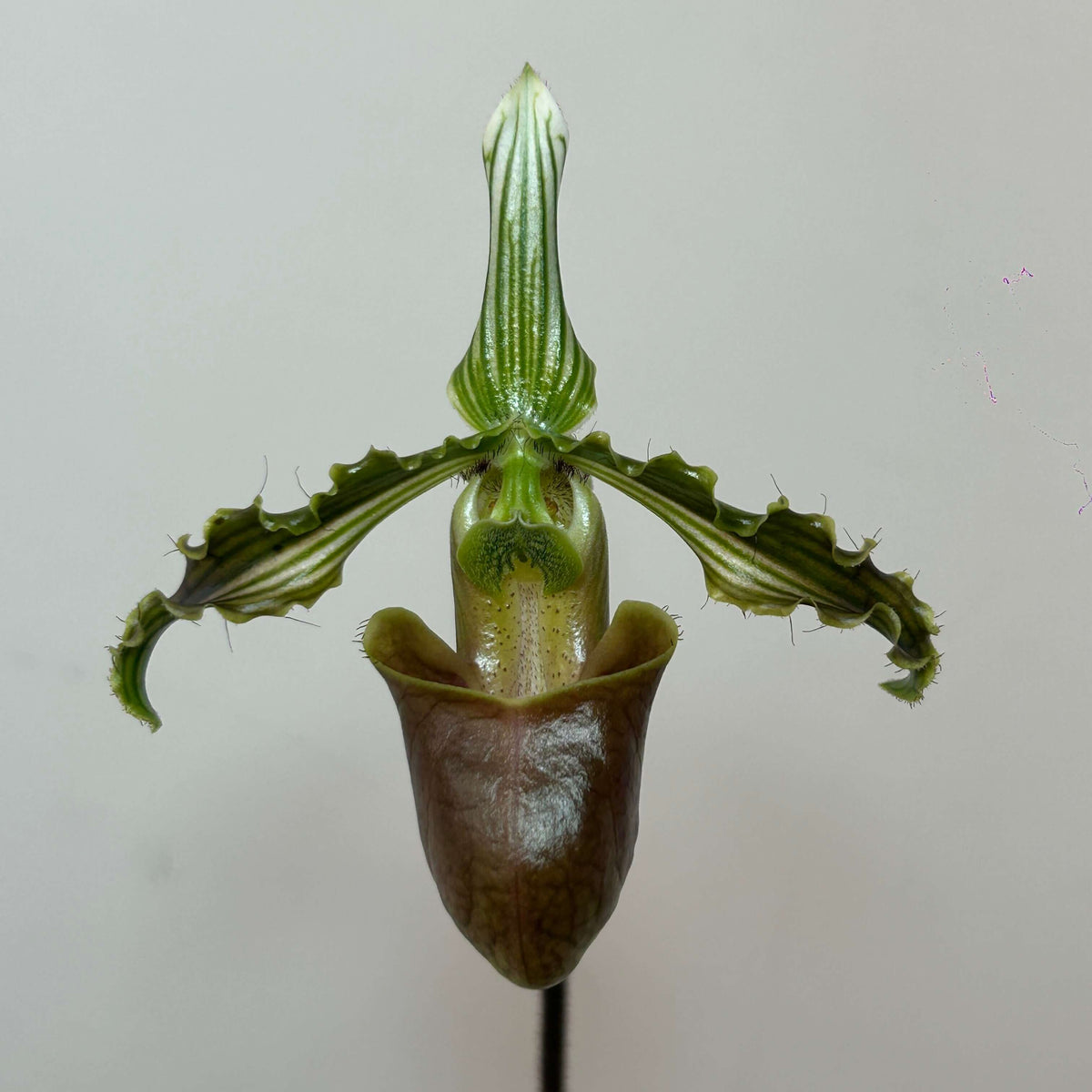 Paphiopedilum bungebelangi Metusala is a rare, compact terrestrial Paphiopedilum from Central Aceh, Sumatra, Indonesia. It grows naturally on sloping limestone hills at about 1,550–1,650 m elevation, rooted in thick leaf litter or sphagnum moss under deep, shady forest with relatively low light. The species is particularly distinctive for its heavily mottled foliage and strongly undulating yellowish-green petals with bold dark-green longitudinal stripes.
