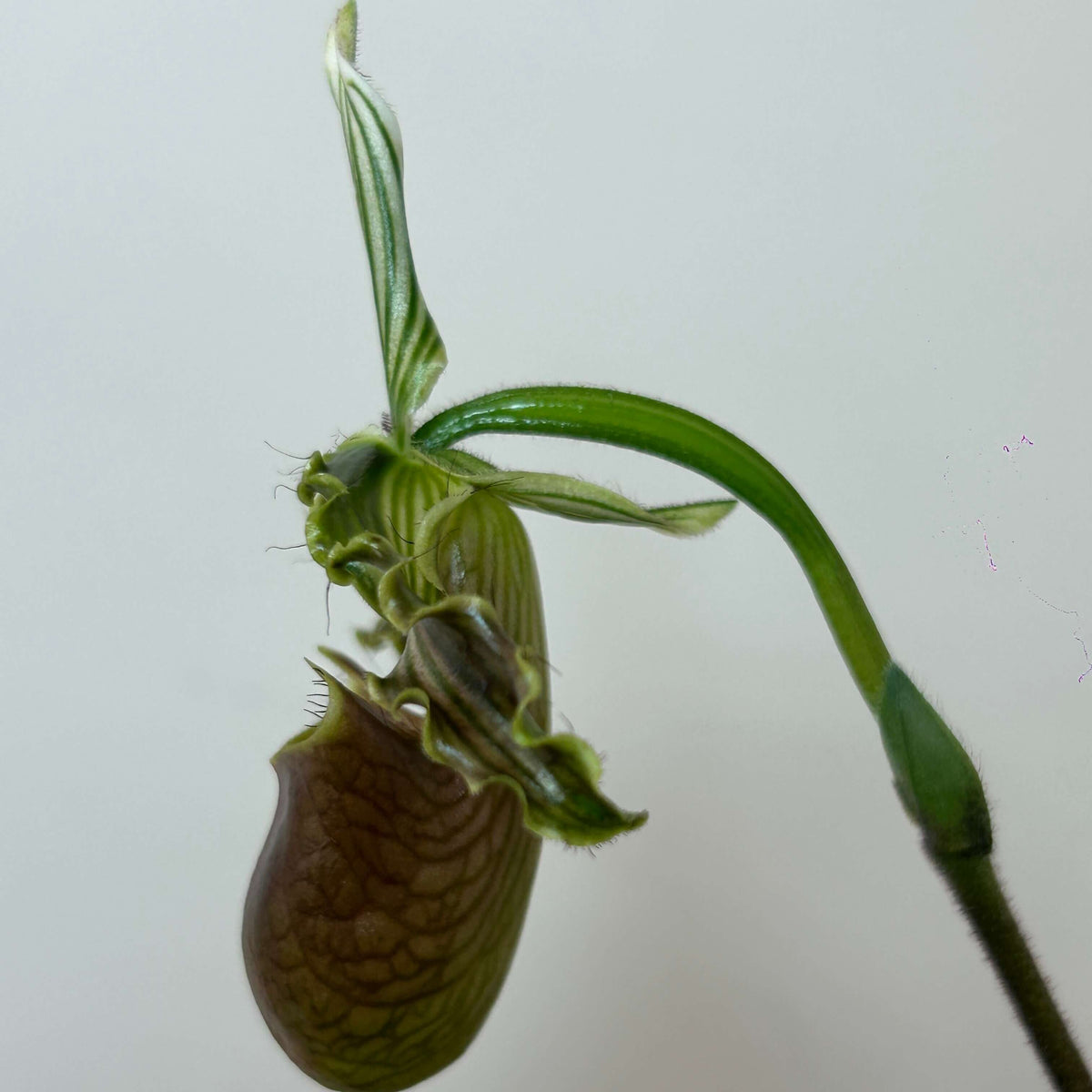 Paphiopedilum bungebelangi Metusala is a rare, compact terrestrial Paphiopedilum from Central Aceh, Sumatra, Indonesia. It grows naturally on sloping limestone hills at about 1,550–1,650 m elevation, rooted in thick leaf litter or sphagnum moss under deep, shady forest with relatively low light. The species is particularly distinctive for its heavily mottled foliage and strongly undulating yellowish-green petals with bold dark-green longitudinal stripes.