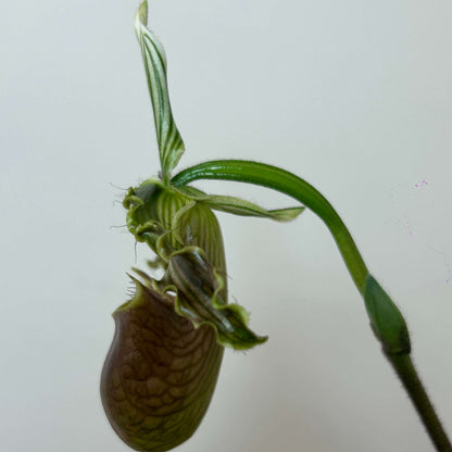 Paphiopedilum bungebelangi Metusala is a rare, compact terrestrial Paphiopedilum from Central Aceh, Sumatra, Indonesia. It grows naturally on sloping limestone hills at about 1,550–1,650 m elevation, rooted in thick leaf litter or sphagnum moss under deep, shady forest with relatively low light. The species is particularly distinctive for its heavily mottled foliage and strongly undulating yellowish-green petals with bold dark-green longitudinal stripes.