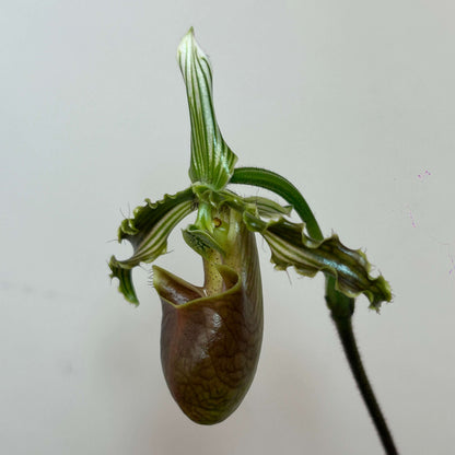 Paphiopedilum bungebelangi Metusala is a rare, compact terrestrial Paphiopedilum from Central Aceh, Sumatra, Indonesia. It grows naturally on sloping limestone hills at about 1,550–1,650 m elevation, rooted in thick leaf litter or sphagnum moss under deep, shady forest with relatively low light. The species is particularly distinctive for its heavily mottled foliage and strongly undulating yellowish-green petals with bold dark-green longitudinal stripes.
