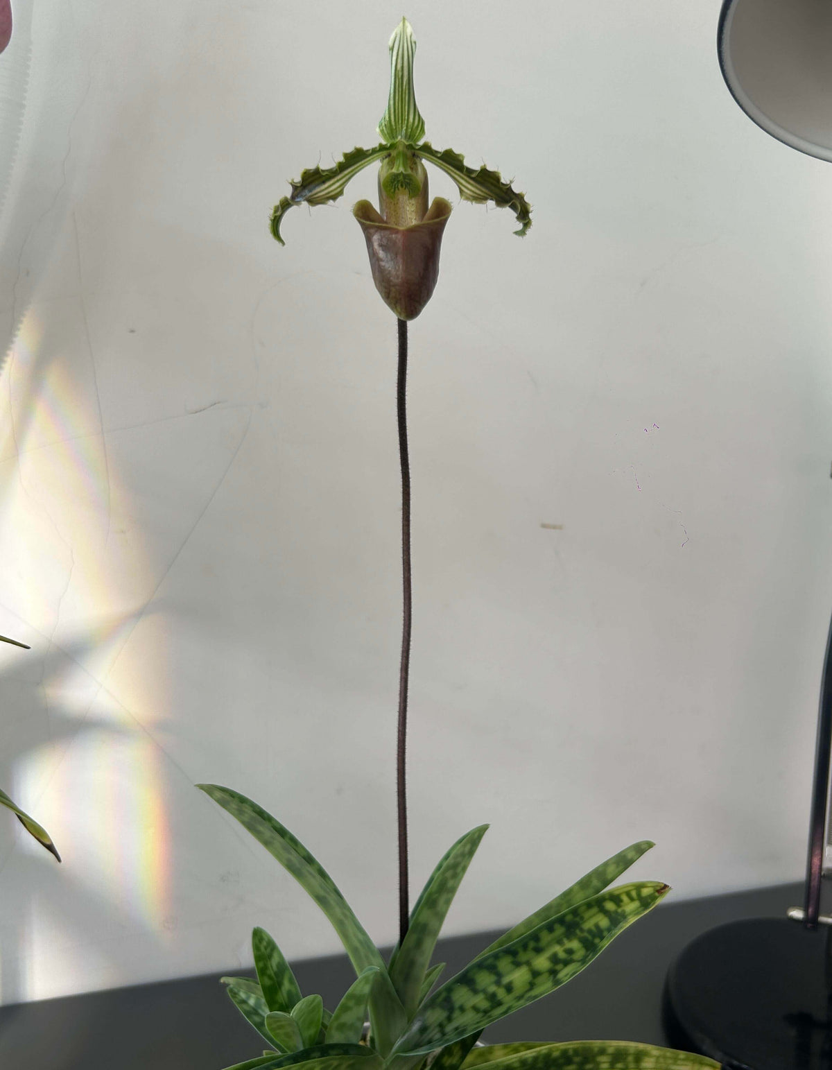 Paphiopedilum bungebelangi Metusala is a rare, compact terrestrial Paphiopedilum from Central Aceh, Sumatra, Indonesia. It grows naturally on sloping limestone hills at about 1,550–1,650 m elevation, rooted in thick leaf litter or sphagnum moss under deep, shady forest with relatively low light. The species is particularly distinctive for its heavily mottled foliage and strongly undulating yellowish-green petals with bold dark-green longitudinal stripes.