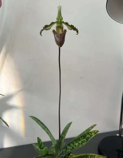 Paphiopedilum bungebelangi Metusala is a rare, compact terrestrial Paphiopedilum from Central Aceh, Sumatra, Indonesia. It grows naturally on sloping limestone hills at about 1,550–1,650 m elevation, rooted in thick leaf litter or sphagnum moss under deep, shady forest with relatively low light. The species is particularly distinctive for its heavily mottled foliage and strongly undulating yellowish-green petals with bold dark-green longitudinal stripes.